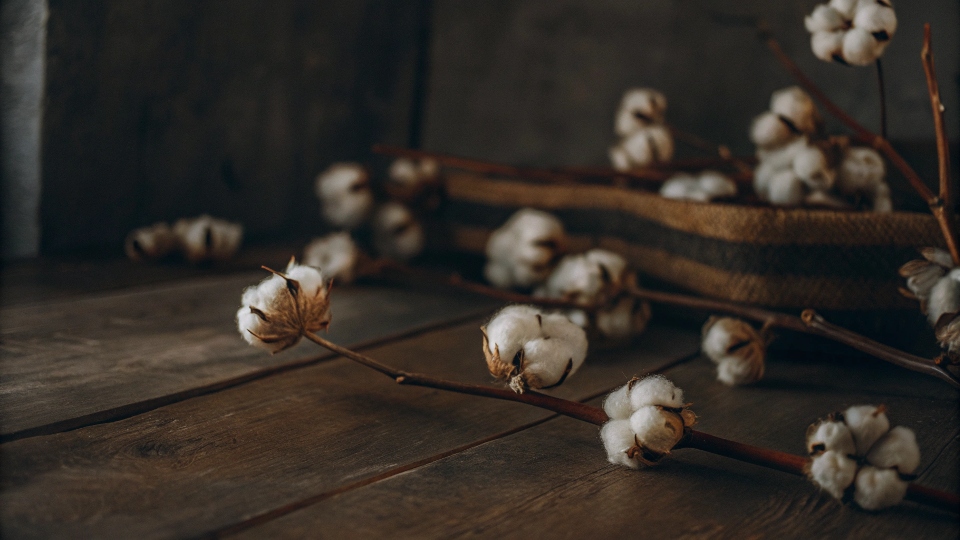 A beautiful, artistic shot of raw cotton bolls on a rustic wooden background.