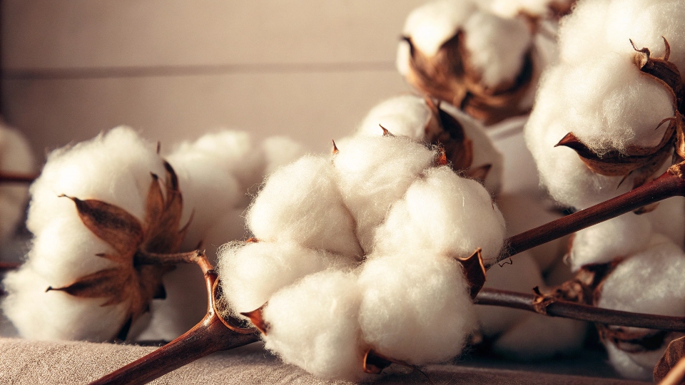 A close-up of a raw cotton boll showing the fluffy fibers