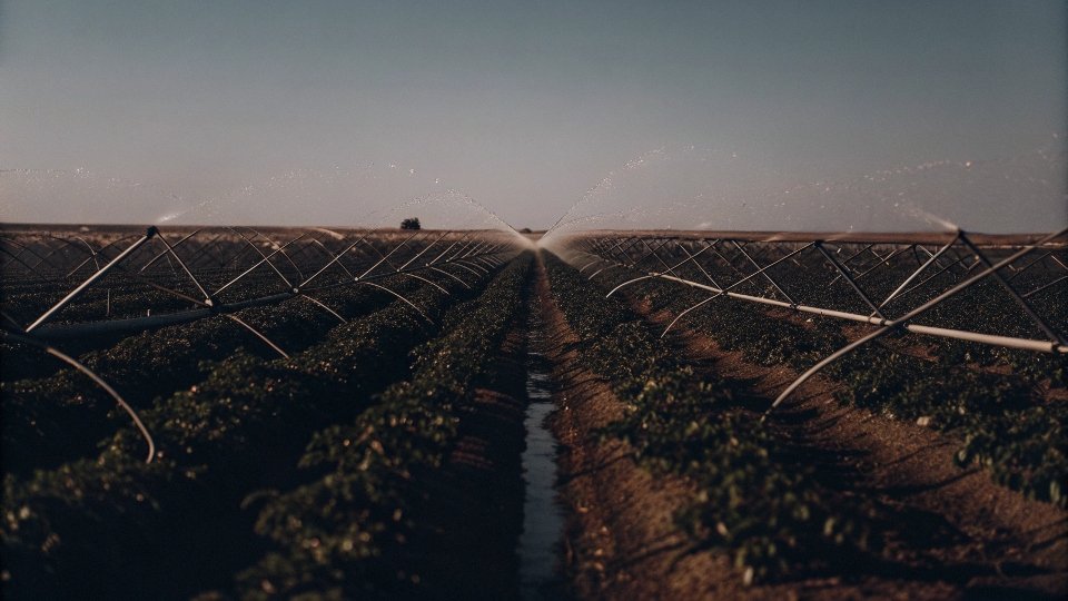 An irrigated cotton field under a blue sky
