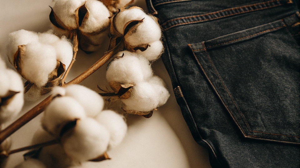 From Raw Cotton to 100% Cotton Denim A close-up of a raw cotton boll next to a swatch of pure cotton denim
