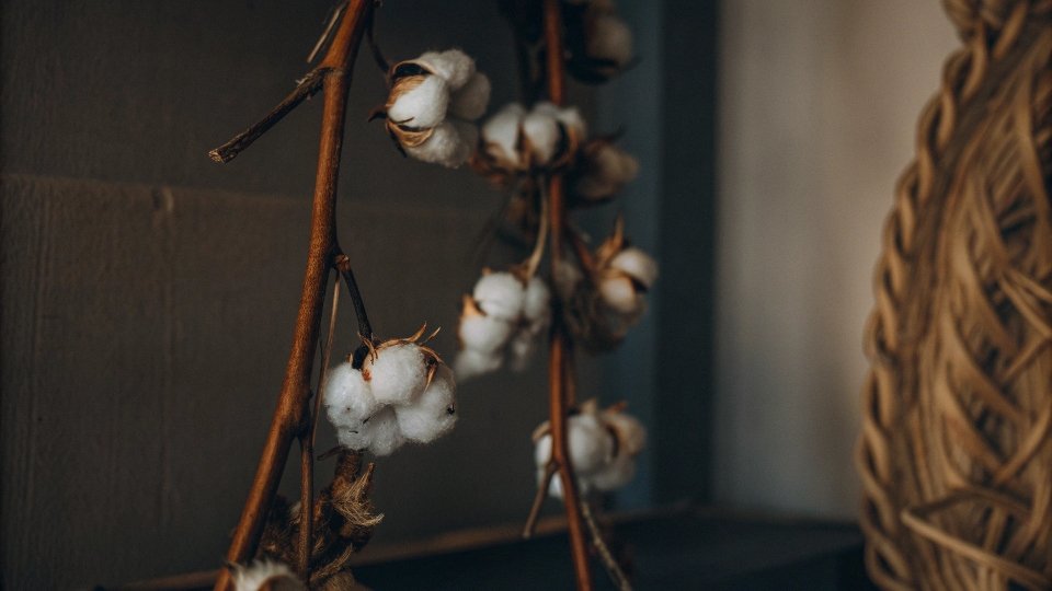 A close-up shot of a cotton boll, highlighting the raw, natural fibers before they are spun into yarn