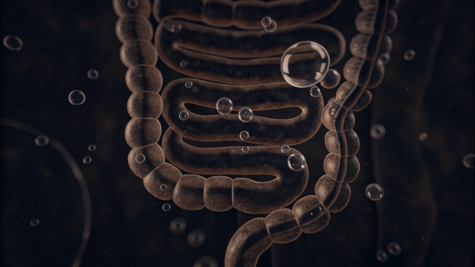 How Tight Clothes Trap Gas An illustration showing how gas gets trapped in the intestines by external pressure from clothing
